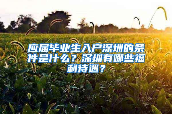 应届毕业生入户深圳的条件是什么？深圳有哪些福利待遇？